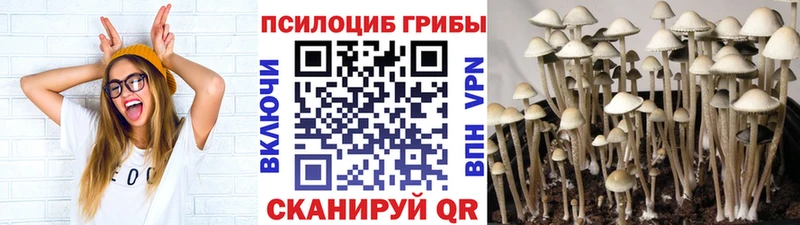 mega   Нея  Галлюциногенные грибы мицелий 